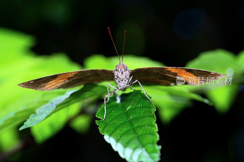 叶蝴蝶(Kallima inachus)展开翅膀看着镜头。